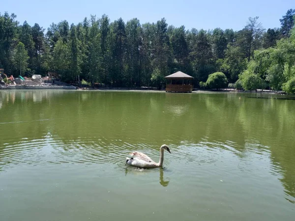 Cygne Blanc Nage Dans Lac — Photo