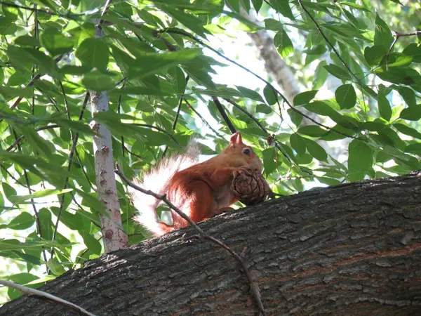 Eichhörnchen Frisst Eine Beule — Stockfoto