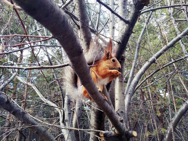 Uno Scoiattolo Siede Albero Rode Una Noce — Foto Stock