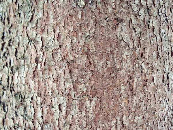 木の樹皮の美しい質感 — ストック写真