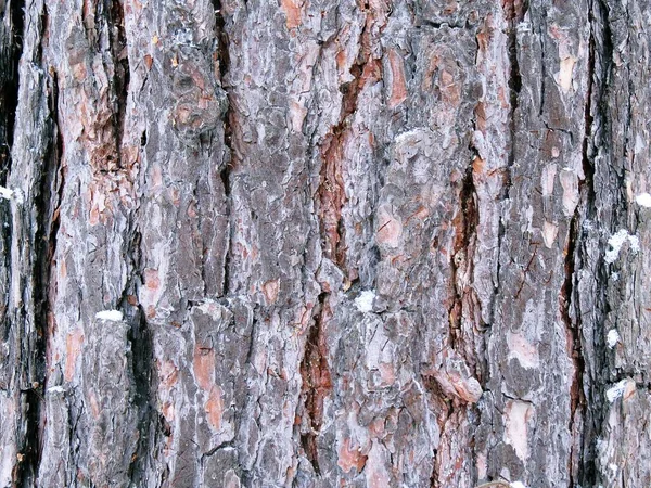 Piękna Faktura Kory Drzewa — Zdjęcie stockowe