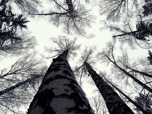 Look Crowns Trees Background Sky — Stock Photo, Image