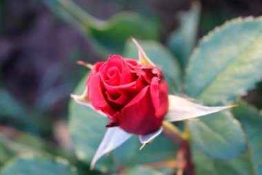 Güneşin altında açan bir gül