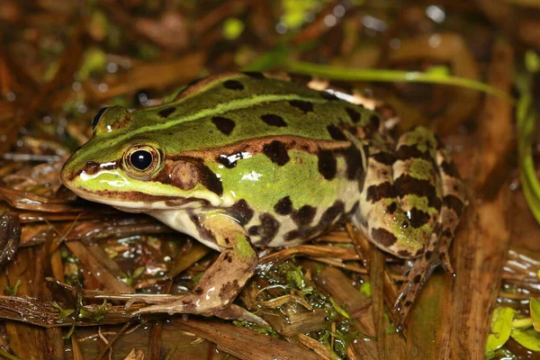 Pool Frog Pelophylax Lessonae Natural Habitat — Stock Photo, Image