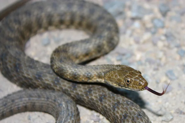 Serpiente Cuadritos Natrix Tessellata Hábitat Natural — Foto de Stock