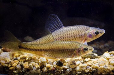 Taş moroko, üst ağız gudgeon balığı (Pseudorasbora parva) iki istilacı balıktır.
