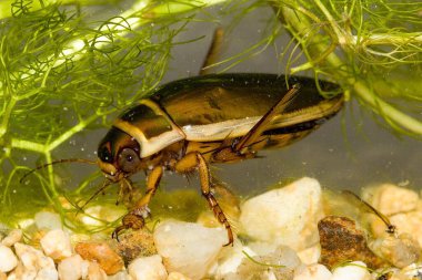 Sualtı habitatında dalış böceği (Dytiscus dimidiatus) erkek