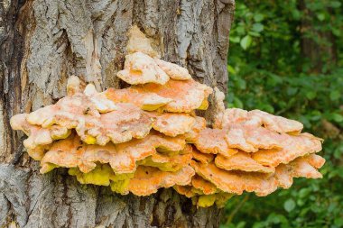 Populus 'un gövdesinde Ormanın Tavuğu (Laetiporus sülfür)