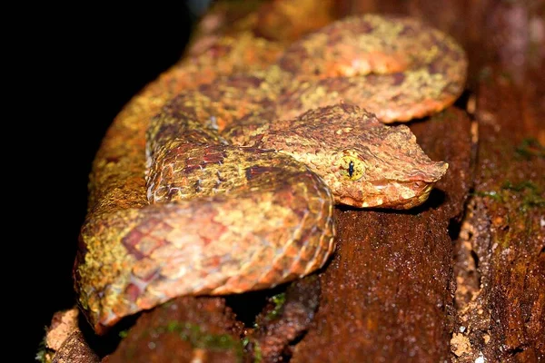 Borneo Pit Viper Trimeresurus Borneensis Young Individual Natural Habitat — Stock Photo, Image