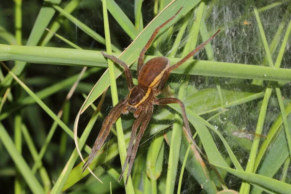 Mężczyzna Fen Raft Spider Dolomedes Plantarius — Zdjęcie stockowe