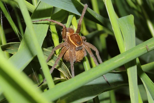 Женщина Fen Raft Spider Dolomedes Plantarius Коконом — стоковое фото