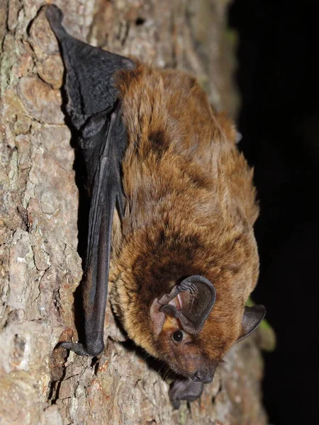 Noctule Menor Morcego Leisler Morcego Irlandês Nyctalus Leisleri Tronco Árvore — Fotografia de Stock