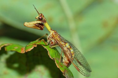 Mantid lacewing (Mantispa styriaca) doğal ortamında