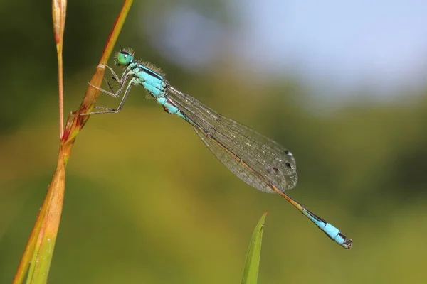 Damselfly Cauda Azul Rabilho Comum Ischnura Elegans Habitat Natural — Fotografia de Stock