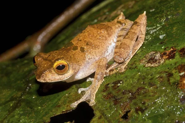 Leptomantis Rhacophorus Belalongensis Natural Habitat Endemic Frog Brunei Darussalam Borneo — Stock Photo, Image