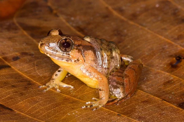Smooth Guardian Frog Limnonectes Palavanensis Male Tadpoles Back Natural Habitat — Stock Photo, Image