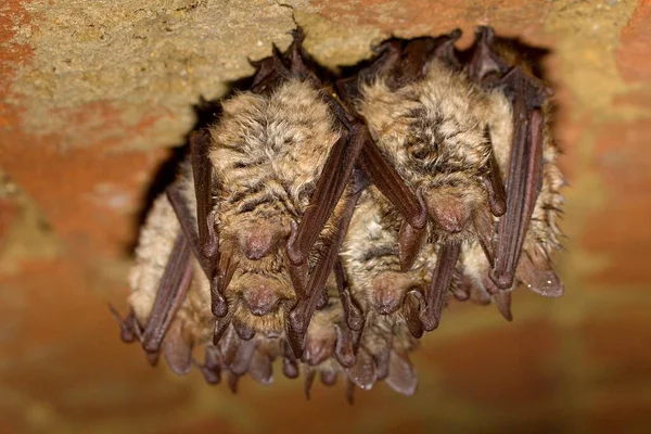Grupo Invernada Morcego Geoffroy Myotis Emarginatus Adega — Fotografia de Stock