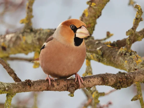 Hawfinch Coccothraustes Coccothraustes Branch — Stock Photo, Image