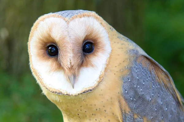 Barn Owl Tyto Alba Head Portrait — Stock Photo, Image