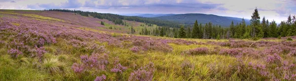 Panoramic View Abandoned Part Military Area Brdy Flowering Heather Czechia — Stock Photo, Image