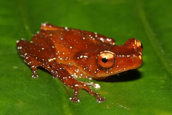 Cinnamon Tree Frog Nyctixalus Pictus Natural Habitat — Stock Photo, Image