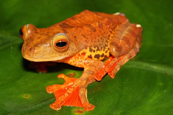 Žabák Harlekýnský Rhacophorus Pardalis Přírodním Prostředí — Stock fotografie