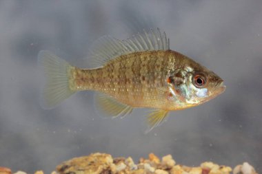 Su altındaki doğal yaşam ortamında kabak tohumu balığı (Lepomis gibbosus)