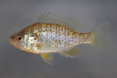 Su altındaki doğal yaşam ortamında kabak tohumu balığı (Lepomis gibbosus)
