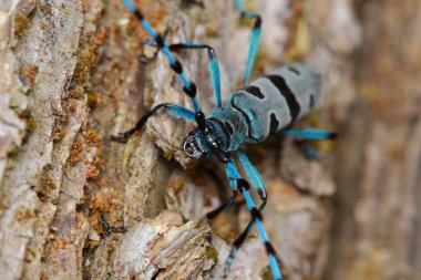 Rosalia Longicorn (Rosalia alpina) doğal yaşam alanında 