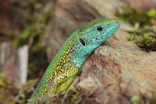 European Green Lizard Lacerta Viridis Male Head Detail — Stock Photo, Image