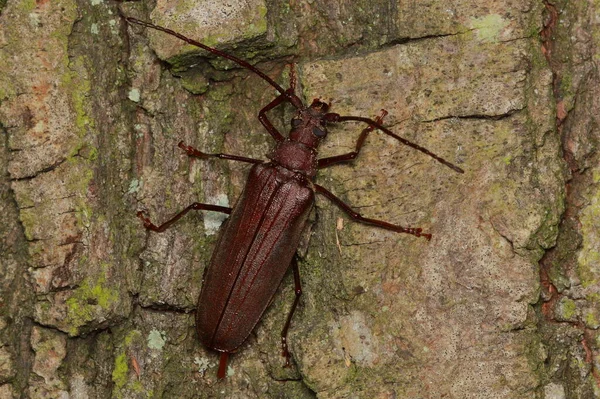 Aegosoma Scabricorne Långa Horn Skalbaggar Hona Naturlig Miljö — Stockfoto