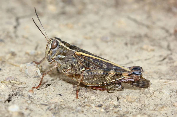 Calliptamus Italicus Italian Locust Natural Habitat — Stock Photo, Image