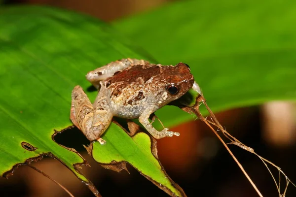 Bornean Chorus Frog Microhyla Nepenthicola Microhyla Borneensis Środowisku Naturalnym Parku — Zdjęcie stockowe
