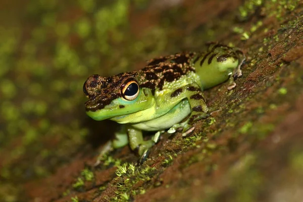 Waterfall Frog Black Spotted Rock Skipper Staurois Guttatus Natural Habitat — Stock Photo, Image