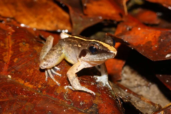 Masked Swamp Frog Limnonectes Paramacrodon Natural Habitat Sarawak Malaysia Borneo — Stock Photo, Image