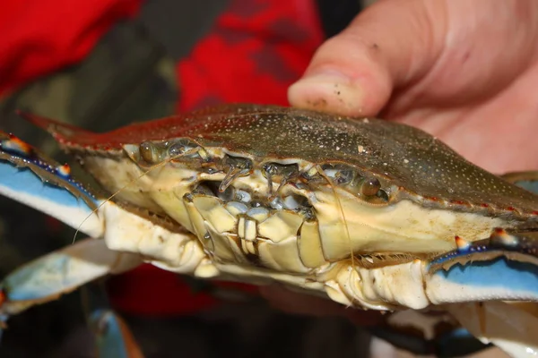 The blue crab, Atlantic blue crab, Chesapeake blue crab (Callinectes sapidus) in the hand of a fisherman