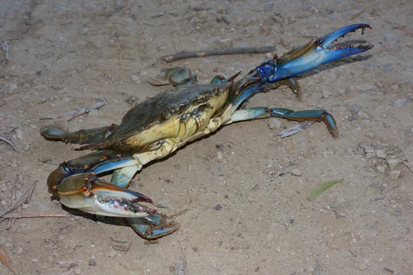 The blue crab, Atlantic blue crab, Chesapeake blue crab (Callinectes sapidus) on a sandy beach