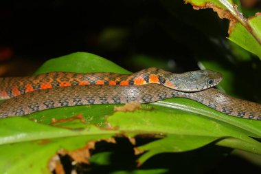 Doğal ortamdaki üçgen keelback yılanı (Xenochrophis trianguligerus)