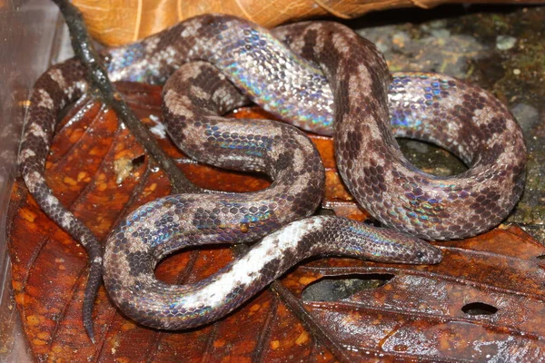 Bornean Spine Chawed Snake Xenophidion Acanthognathus Natural Habitat — стоковое фото