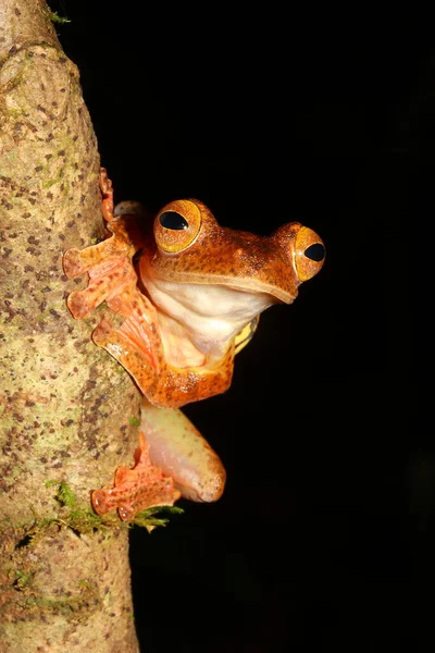 Harlequin Tree Frog Rhacophorus Pardalis Natural Habitat — Stock Photo, Image