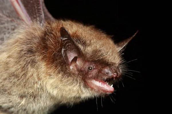 Retrato Morcego Brandt Myotis Brandtii Habitat Natural — Fotografia de Stock