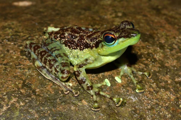 Black Spotted Rock Frog Staurois Guttatus Natural Habitat Brunei Borneo — Stock Photo, Image