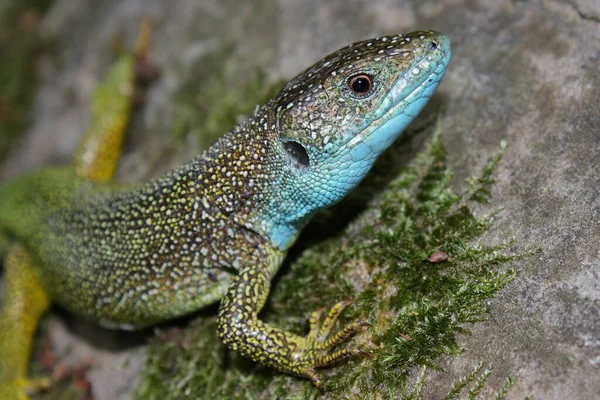European Green Lizard Lacerta Viridis Natural Habitat — Stock Photo, Image