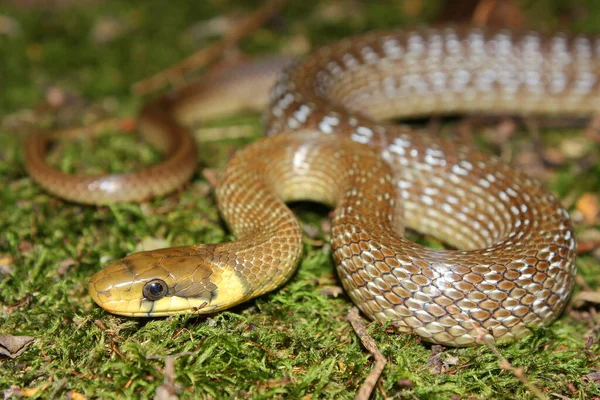 Aesculapiai Kígyó Zamenis Longissimus Természetes Élőhelyen — Stock Fotó