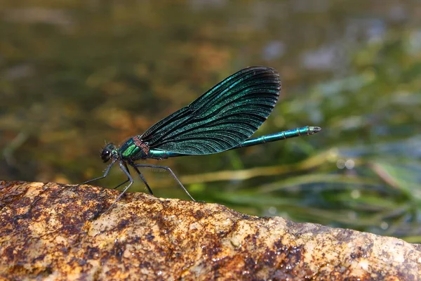 Krásný Demoiselle Calopteryx Virgo Samec Přírodním Prostředí — Stock fotografie