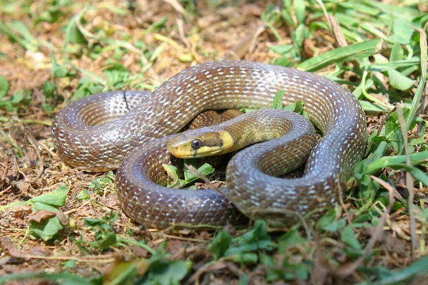 Serpente Esculpapiana Zamenis Longissimus Habitat Natural — Fotografia de Stock