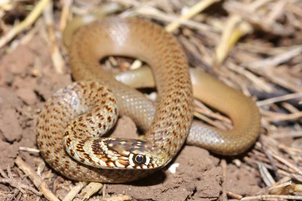 Serpente Chicote Balcânico Hierophis Gemonensis Juvenil Habitat Natural — Fotografia de Stock