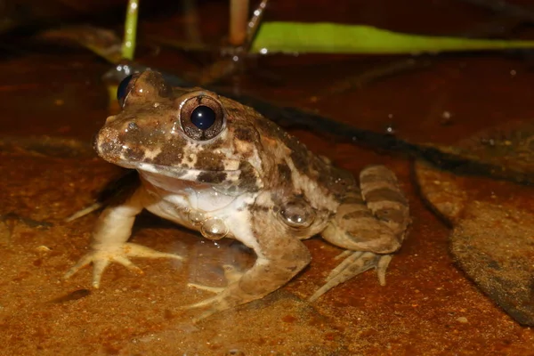 Gaffeltång Grodor Limnonectes Huggna Grodor Vatten Naturliga Livsmiljöer Sarawak Borneo — Stockfoto