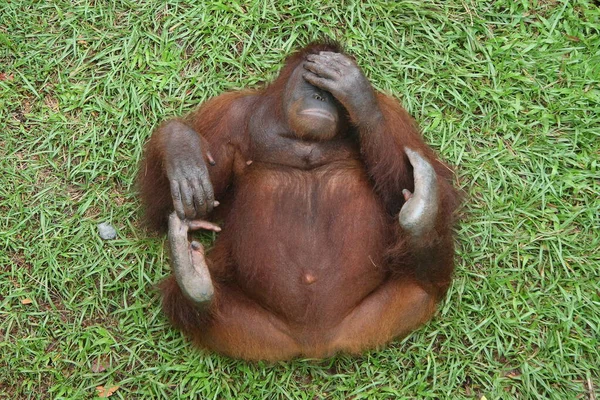 Bornean Orangutan Pongo Pygmaeus Orangutan Lying Its Back Covers Its — Stock Photo, Image