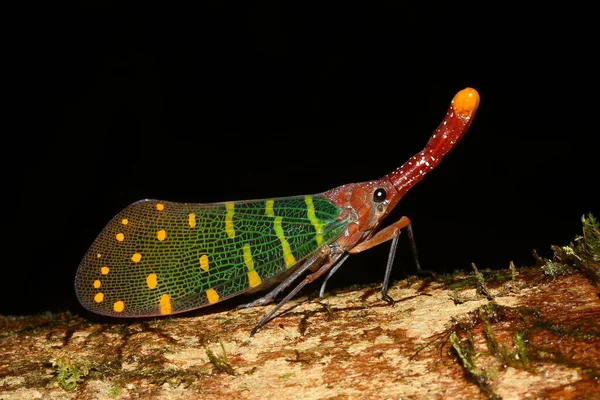 Lantern Bug Pyrops Intricatus Natural Habitat — Stock Photo, Image